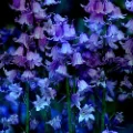 majoblue
